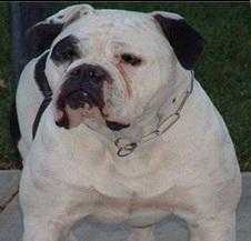 CRK's Black-Eyed Holstein | Olde English Bulldogge 