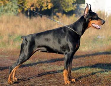 Demetra Dangerous Beauty | Black Doberman Pinscher