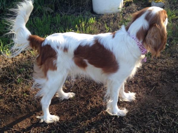 California's Finest Brandi | Cavalier King Charles Spaniel 