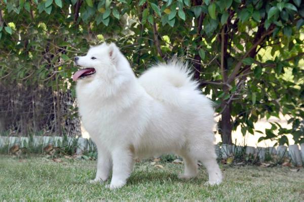 De Villaodon Usuaya Girl | Samoyed 