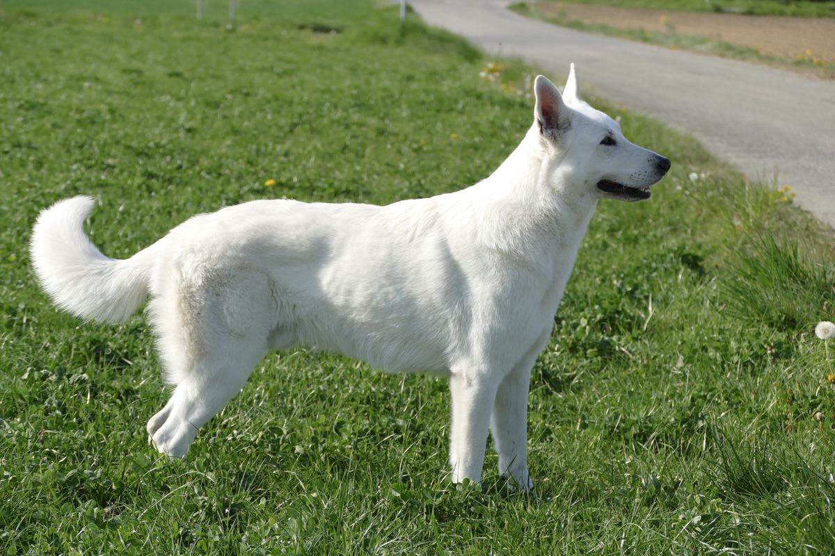 Waynani of Beautyful Whites | White Swiss Shepherd Dog 