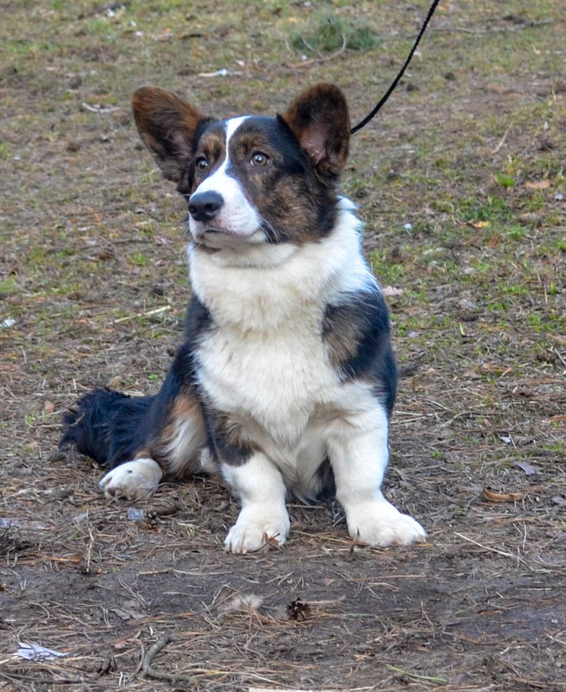 Tsaredvorez Frantsuzskaya Legenda | Cardigan Welsh Corgi 