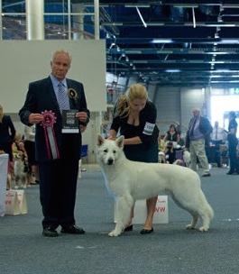 Bellringer | White Swiss Shepherd Dog 