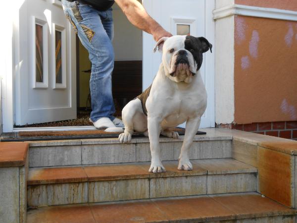 Bagginsbull Jockey | American Bulldog 