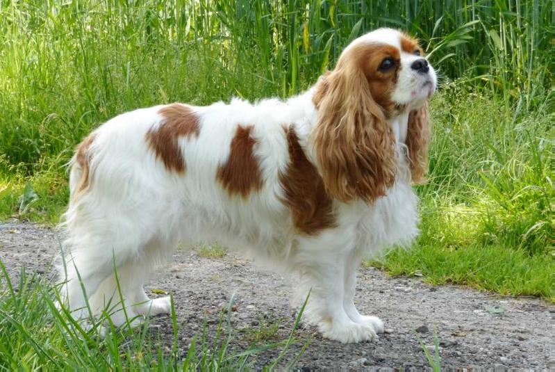 Bavarianhearts Jenna | Cavalier King Charles Spaniel 