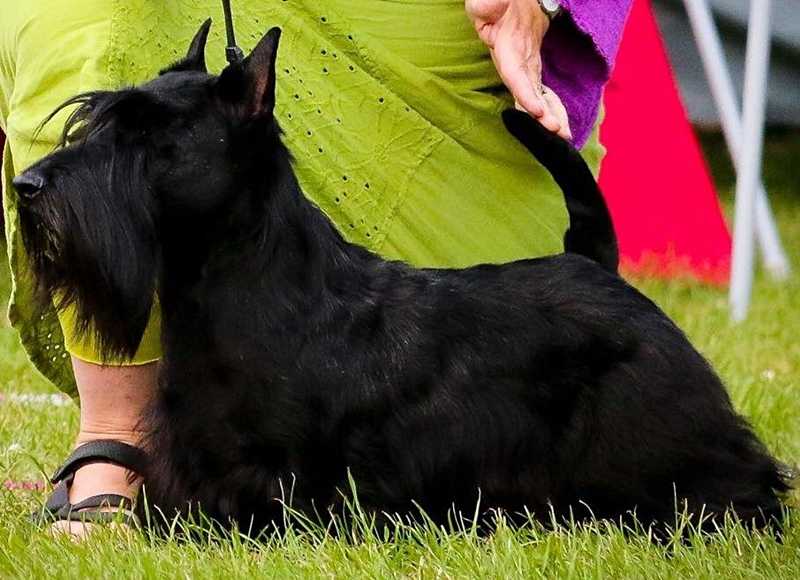 KIBOMBO Tecono | Scottish Terrier 