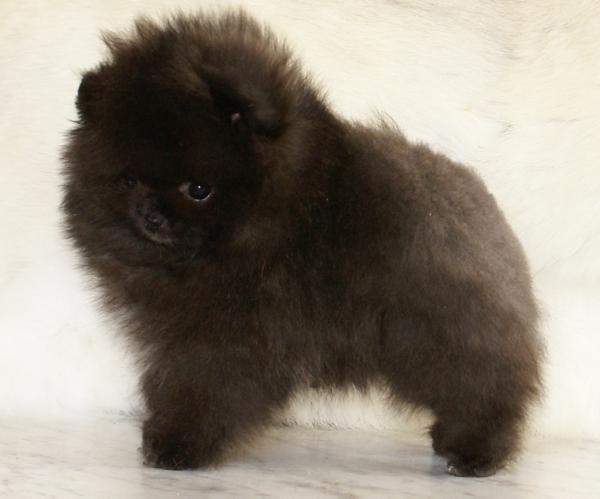 Angel Mayster Arsenio | Pomeranian 