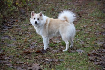 Lagsi frá Olafsfjördur | Icelandic Sheepdog 
