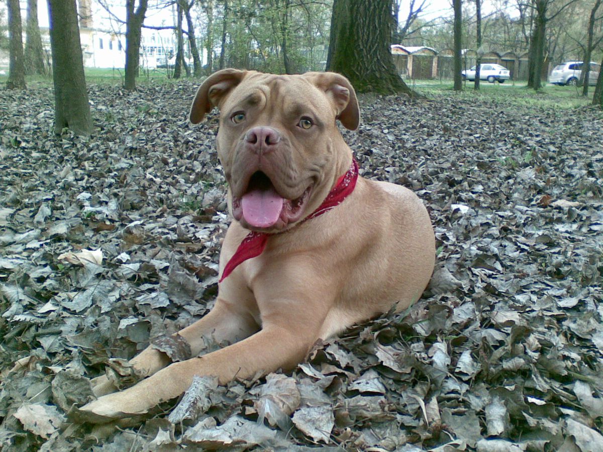 Lulea | Dogue de Bordeaux 