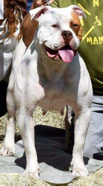 Brock'S blanca of empire | American Bulldog 