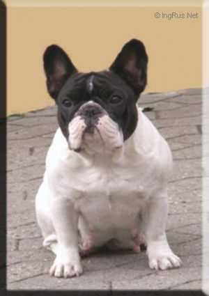 Daulökke´s Voque la Blance | French Bulldog 