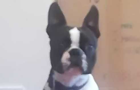 Gottwj Harry Potter | Boston Terrier 