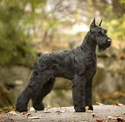 Ingebar's Prince Of Darkness | Giant Schnauzer 