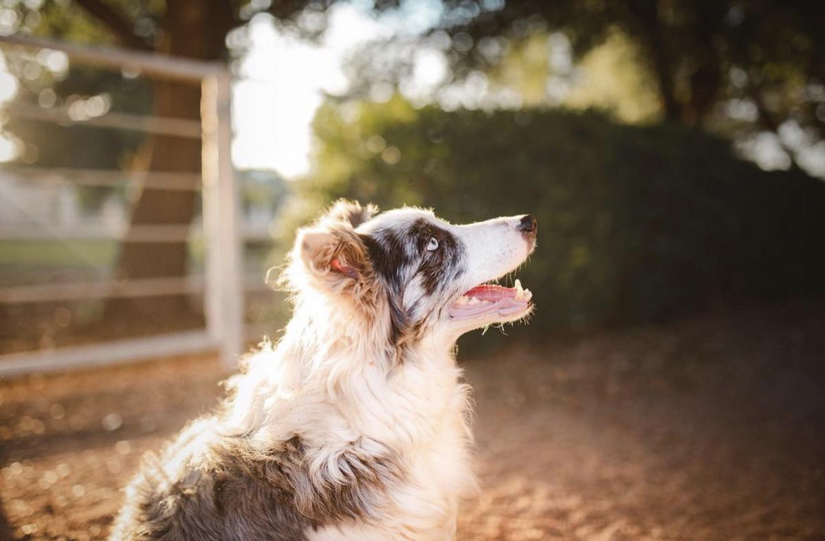 Spring ABC 448057 | Border Collie 