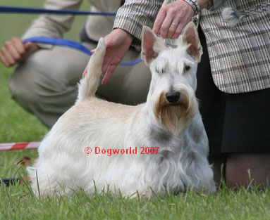 Bardriaan Seventh Heaven | Scottish Terrier 