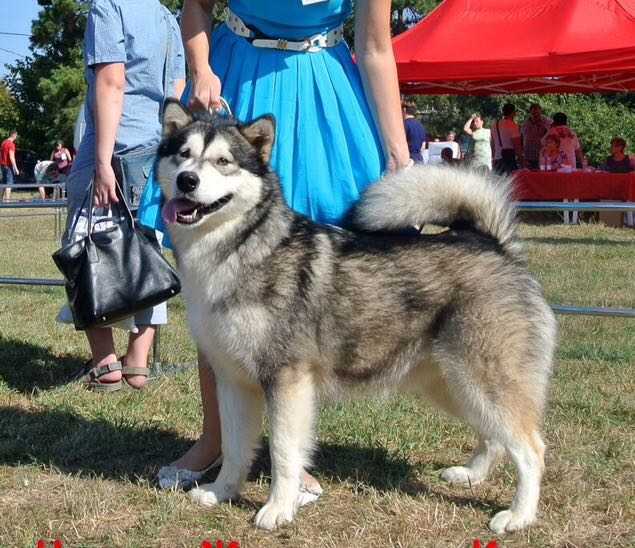 chernaya zhemchuzhina kiara | Alaskan Malamute 