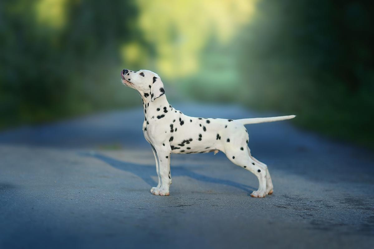 GLORIANDUS PUSHKIN | Dalmatian 