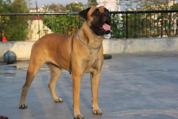 Shirin aka Shankys Baby Hella | Bullmastiff 