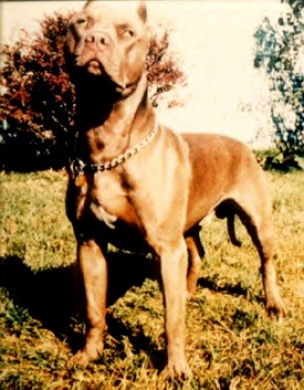 Johnson's Beausephus Choice | American Pit Bull Terrier 