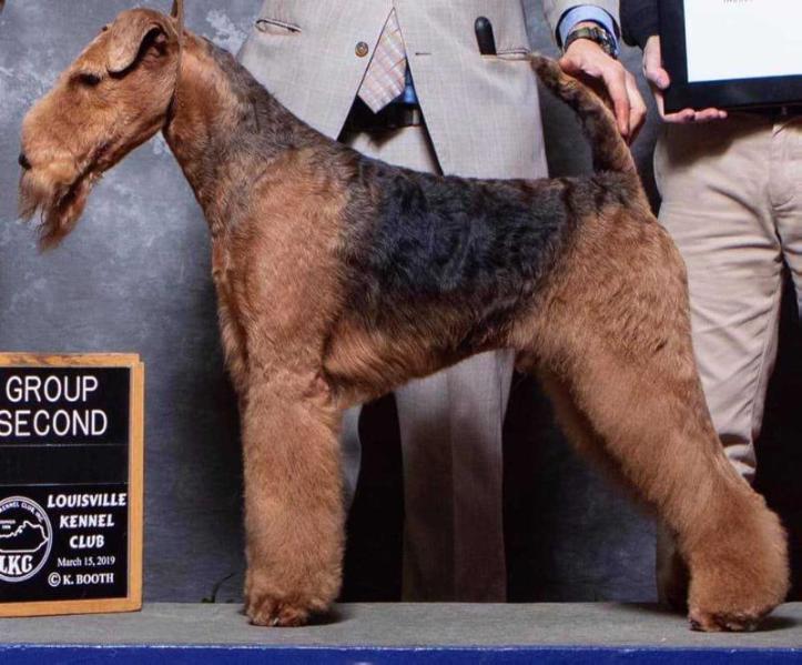 Spindletop's Miles and Miles of Texas | Airedale Terrier 