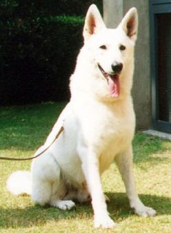 Tumbledown's W Shepherd's Jack | White Swiss Shepherd Dog 