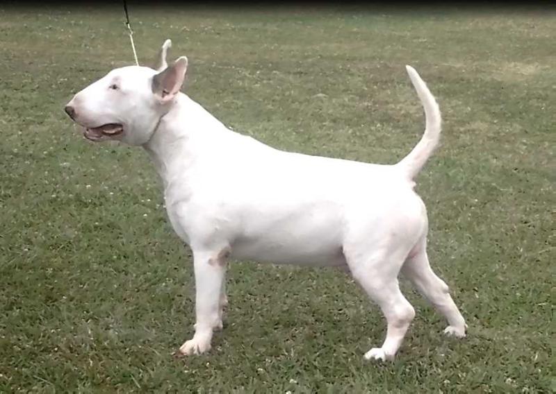 Moonflower Mcclane at Bulls Torres | Bull Terrier 