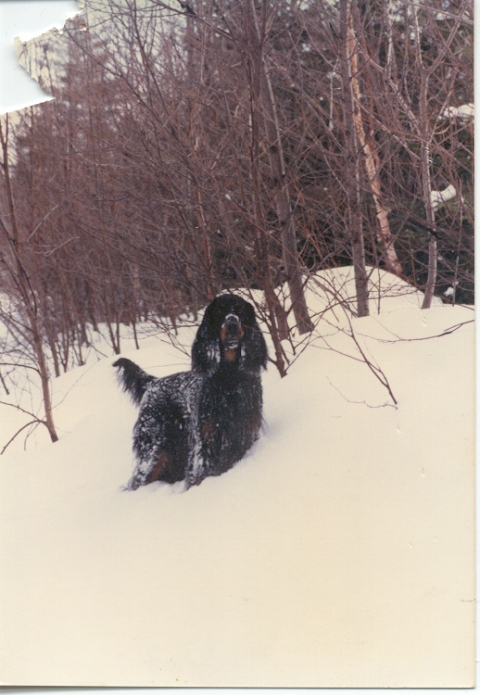 Tri-Sett Hit Parade Feunoir | Gordon Setter 