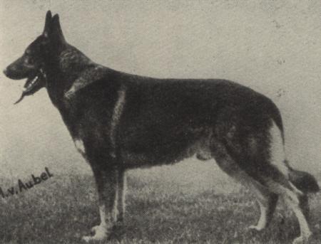 Orest vom Forellenbach | German Shepherd Dog 