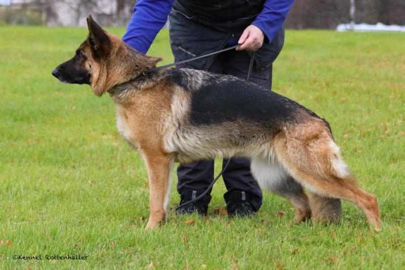 Cheetah Av Rottenhaller | German Shepherd Dog 