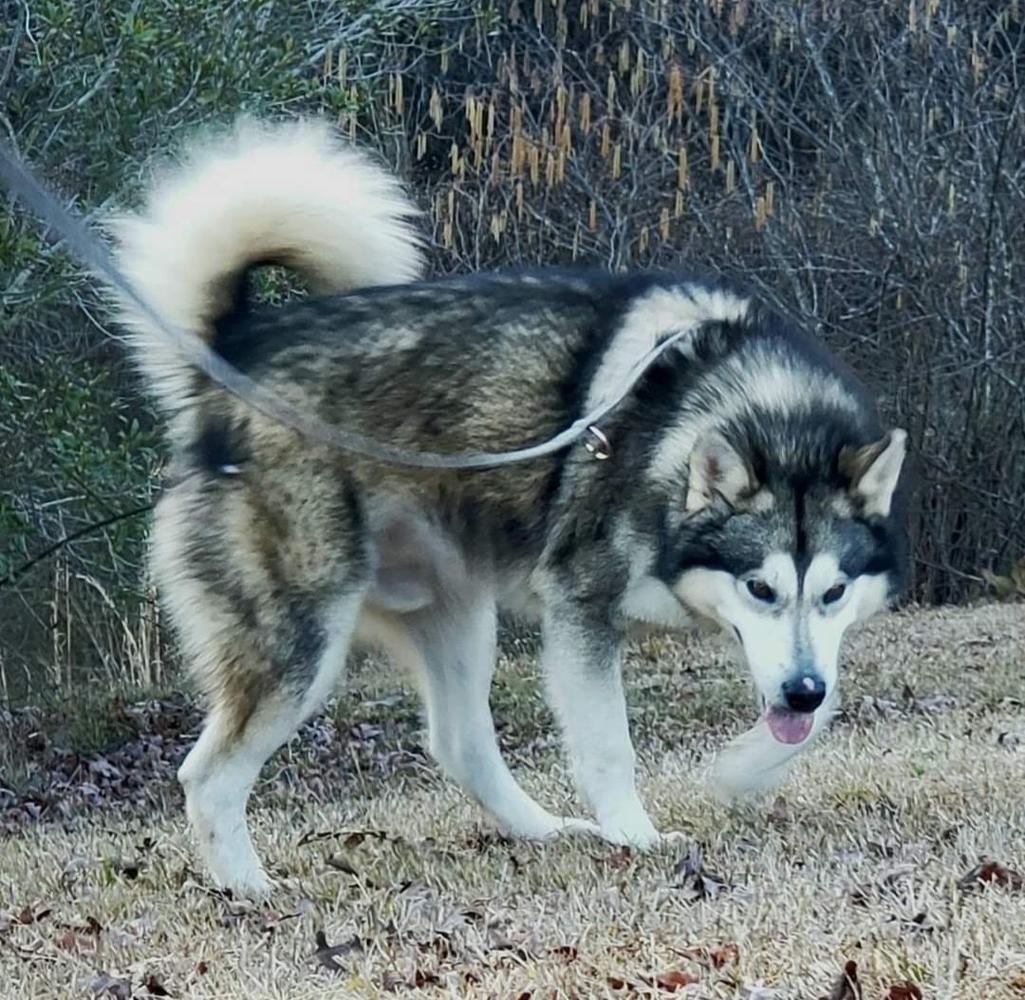 Sunsets Kodiak Blizzard | Alaskan Malamute 