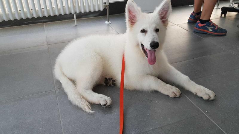 Thorrione del castello della Vittoria Alata | White Swiss Shepherd Dog 