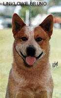 LINKLOWE BRUNO | Australian Cattle Dog 