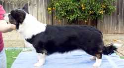 Yardican IFly ROMG ROMV-G | Cardigan Welsh Corgi 