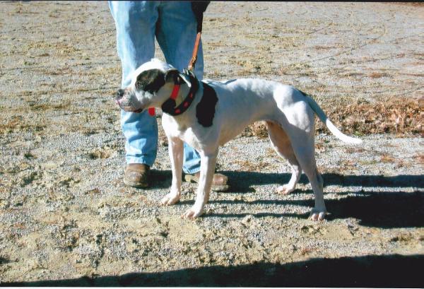 SGK Blaize | American Bulldog 