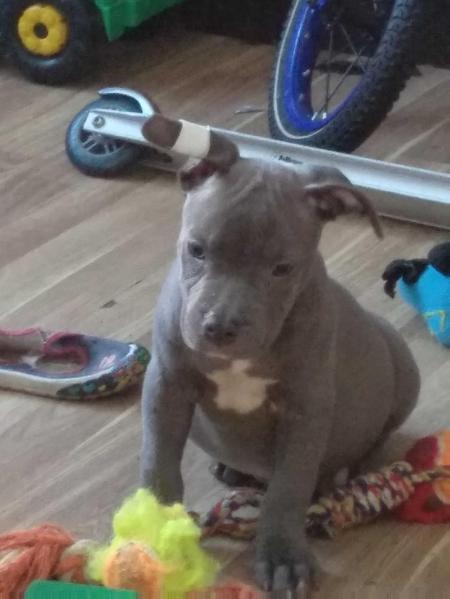 Golden Hit Ami Du Van Blu | American Staffordshire Terrier 