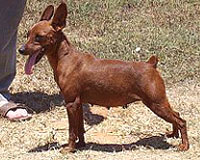 ZEHAVIT Me Beit Hamaayan | Miniature Pinscher 