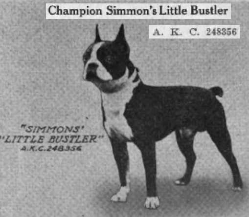 Simmons Little Bustler 248356 vXXXV | Boston Terrier 