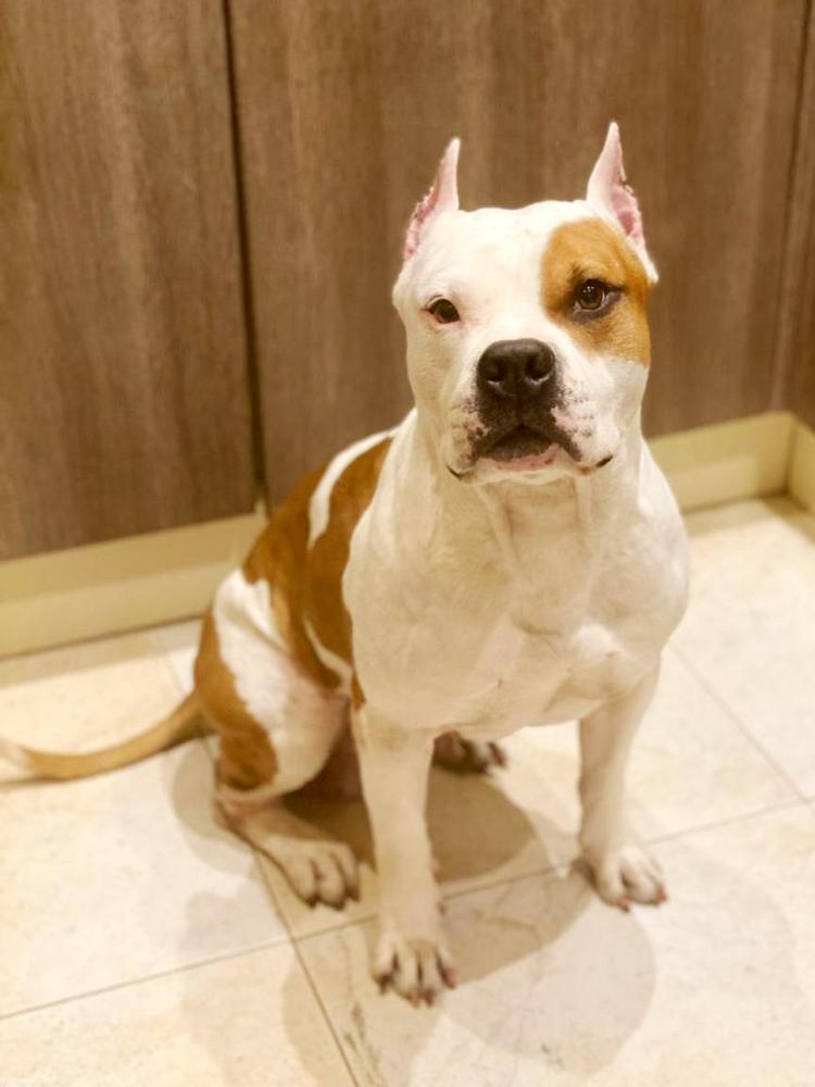 Style Smile Ironhide | American Staffordshire Terrier 