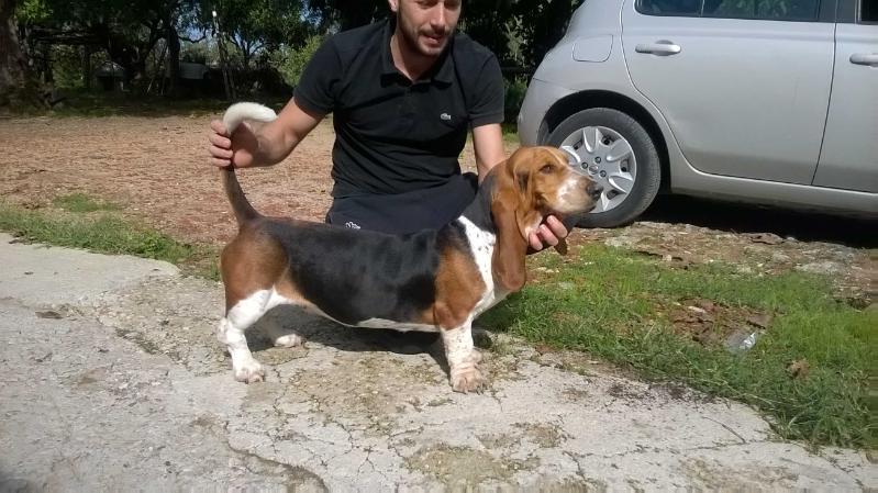 flora del maunik | Basset Hound 