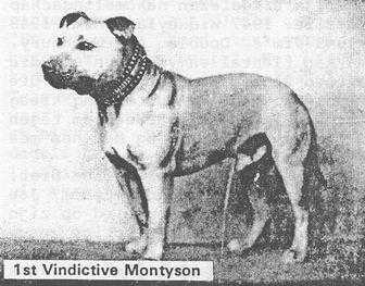 Vindictive Montyson | Staffordshire Bull Terrier 