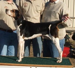 Ownby's Tennessee Buzz | Treeing Walker Coonhound 
