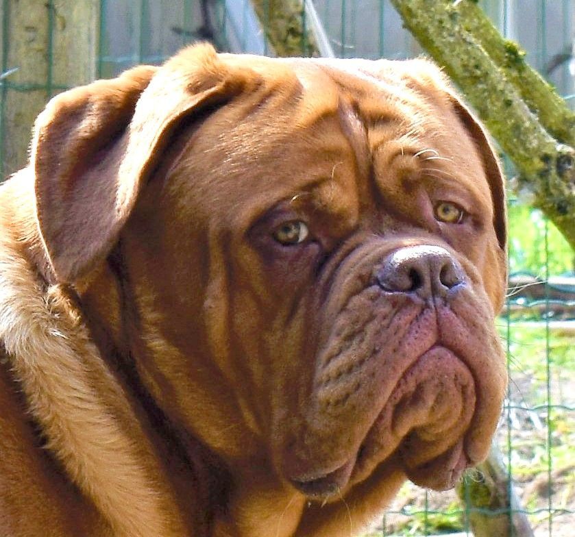 Phenomene-potter de la vallée de Saint Georges | Dogue de Bordeaux 