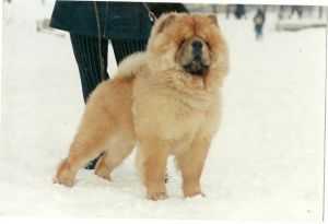 BIS LAC ALLIGATOR | Chow Chow 