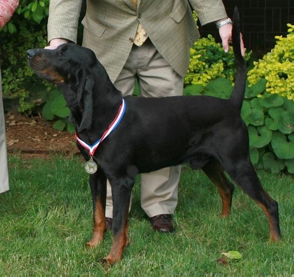 Foxfire-Hothouse Snakeroot | Black and Tan Coonhound 