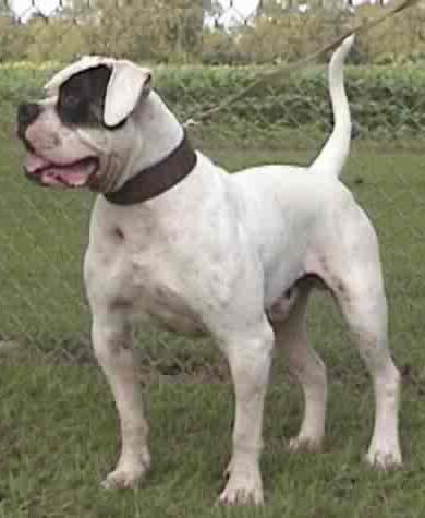 Nygaard's Boudreaux | American Bulldog 