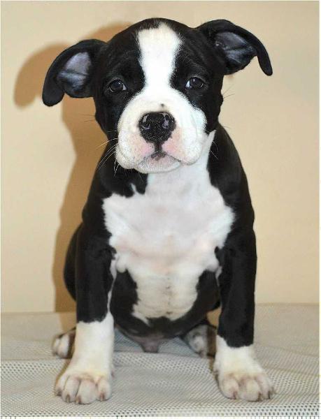 Don Corleone Grand Duet | American Staffordshire Terrier 