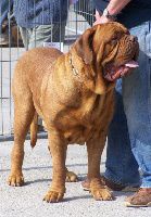 Ubo-goss de L'Etang de Mirloup | Dogue de Bordeaux 