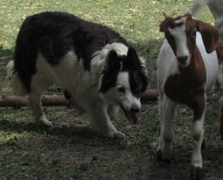 Hardings Rosie ABC 381483 | Border Collie 