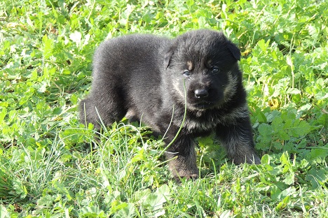Gordi Alen's Hof | German Shepherd Dog 