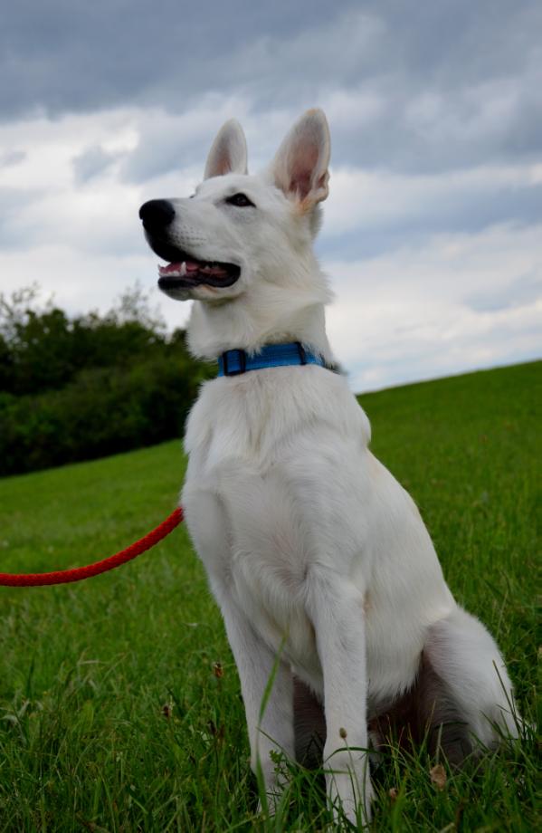 Escape Sky vom Sutumer Grund | White Swiss Shepherd Dog 